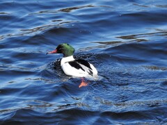 Goosander (Mergus merganser)