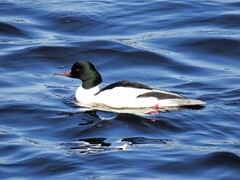 Goosander (Mergus merganser)