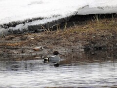 Eurasian Teal (Anas crecca)