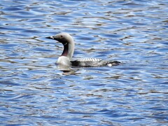 Storlom (Gavia arctica)