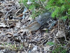 Hedge Accentor (Prunella modularis)