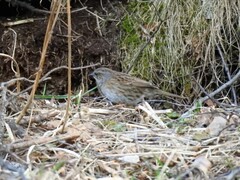 Hedge Accentor (Prunella modularis)