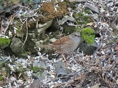 Hedge Accentor (Prunella modularis)