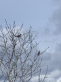 Nøtteskrike (Garrulus glandarius)