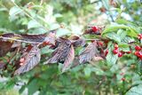 Bulkemispel (Cotoneaster bullatus)