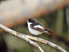 Pied Flycatcher (Ficedula hypoleuca)