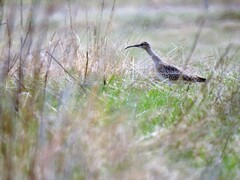 Whimbrel (Numenius phaeopus)