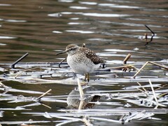 Wood Sandpiper (Tringa glareola)