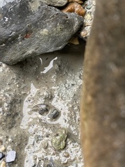 Tanglopper (Amphipoda)