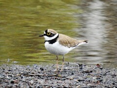 Little Ringed Plover (Charadrius dubius)