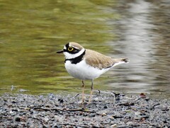 Dverglo (Charadrius dubius)