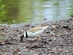 Little Ringed Plover (Charadrius dubius)