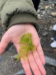 Havsalat (Ulva lactuca)