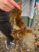Sugar Kelp (Saccharina latissima)