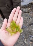 Havsalat (Ulva lactuca)