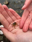 Strandkrabbe (Carcinus maenas)