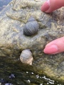 Strandsnegler (Littorina)