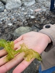 Havsalat (Ulva lactuca)