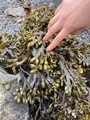 Blæretang (Fucus vesiculosus)