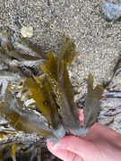 Sagtang (Fucus serratus)