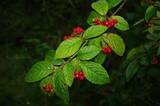 Bulkemispel (Cotoneaster bullatus)