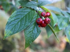 Bulkemispel (Cotoneaster bullatus)