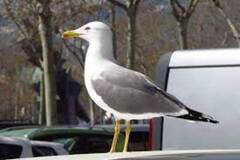 Måker (Laridae sp.)