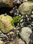 Havsalat (Ulva lactuca)