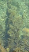 Brown algae (Phaeophyta)