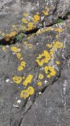Snails (Gastropoda)