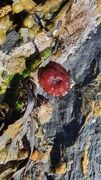 Snails (Gastropoda)