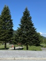 Sitkagran/lutzgran (Picea sitchensis/×lutzii)