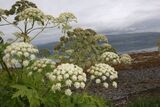 Tromsøpalme (Heracleum persicum)