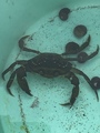 Strandkrabbe (Carcinus maenas)