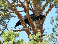 Ravn (Corvus corax)