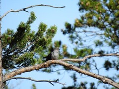 Gjøk (Cuculus canorus)