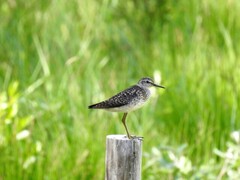 Wood Sandpiper (Tringa glareola)