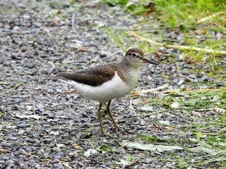 Strandsnipe (Actitis hypoleucos)