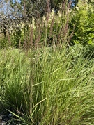 Blåtopp (Molinia caerulea)