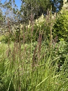 Blåtopp (Molinia caerulea)