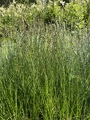 Saltsiv (Juncus gerardii)