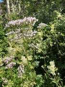 Vendelrot (Valeriana sambucifolia)