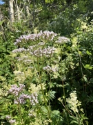 Vendelrot (Valeriana sambucifolia)