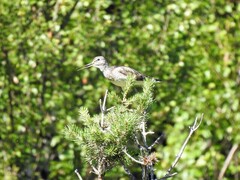 Common Greenshank (Tringa nebularia)