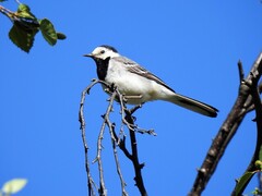 White Wagtail (Motacilla alba)