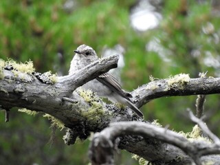 Gråfluesnapper (Muscicapa striata)