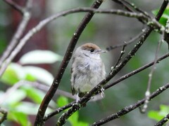Blackcap (Sylvia atricapilla)