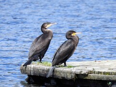 Great Cormorant (Phalacrocorax carbo)