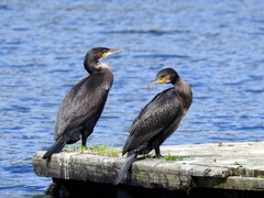 Great Cormorant (Phalacrocorax carbo)