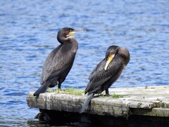 Great Cormorant (Phalacrocorax carbo)